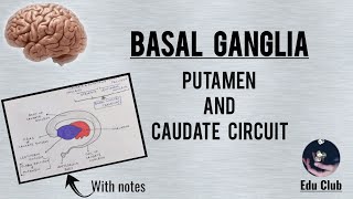 BASAL GANGLIA  Caudate And Putamen Circuit  Clinical Dysfunction  QNAPG [upl. by Koss459]