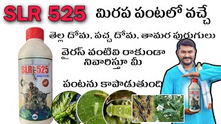 SLR 525 insecticides uses teluguSLR 525 మిరప పంటలో వాడు విధానం slr 525 nelathallivlogs gsp [upl. by Alessig]