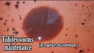 Tubifex worms maintenance method [upl. by Egdamlat419]