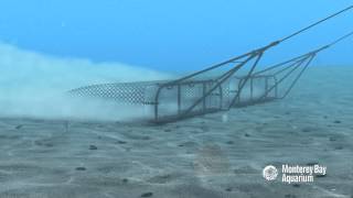 How Seafood is Caught Dredging [upl. by Palumbo]