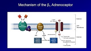 Antiarrhythmics Lesson 3  Beta Blockers [upl. by Aniraad183]