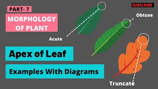 Apex of leaf  Different types of leaves on the basis of Apex structure in Hindi  Botany Mantra [upl. by Isbella338]