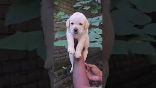 😍Top quality lab 3 male puppy available pune 😍☎️7559176161puppies pets punedogs [upl. by Umberto]