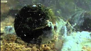 Deformed Frog Parasite Life Cycle  BBC Nature [upl. by Ilrebmik]