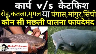 IMC vs catfishकार्प मछलिया या कैट फिश किसे पालना फयदेमंद। fish farming information in hindi prabhat [upl. by Matuag195]