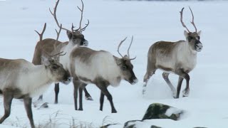 Reindeers Amazing Adaptations to Living in Snow  Snow Animals  BBC Earth [upl. by Iran]