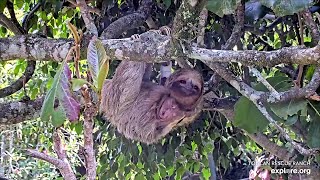 Three toed sloth with an amputation rehab time in tree  032024  SlothTV via exploreorg [upl. by Aitnauq]