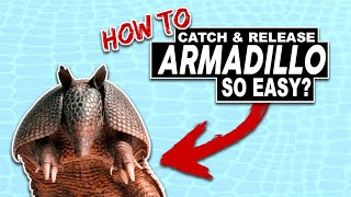 How to get rid of armadillos [upl. by Rosabelle509]