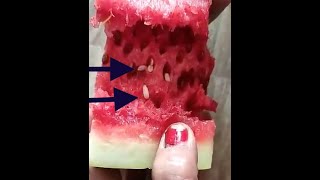 Multiple Tiny Worms in Watermelon Citrullus lanatus SEE BEFORE EATING तरबूज में कई छोटे छोटे कीड़े [upl. by Eatnwahs]