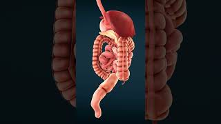 How Your Intestines Work  Animated Guide to Digestive System [upl. by Yaned]