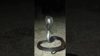 cobra snake aggressive voice rescue viral cobra trending cobravoice voice rakhopufoundation [upl. by Etnemelc]