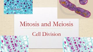 Differences between Mitosis and Meiosis GCSE Stages of Mitosis Cells Biologychromosomes [upl. by Ellimak]