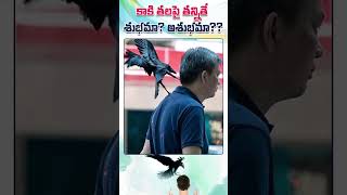 కాకి తలపై తన్నితే శుభమా అశుభమా  Crow Cicked on Head  My3 [upl. by Novyak]