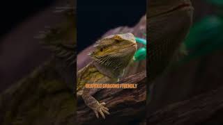 5 Exotic Pets You MUST OWN pets exotic petowner shortsfeed viral musthaves cutepets [upl. by Dnaltruoc]