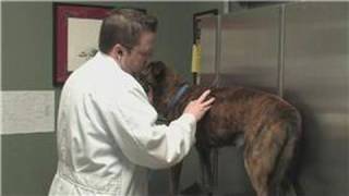 Dog Health  How to Diagnose a Coughing Dog [upl. by Billie]