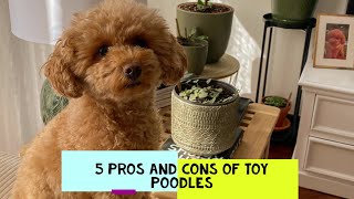 Toy Poodle Pros and Cons Should You Get One [upl. by Alleb350]