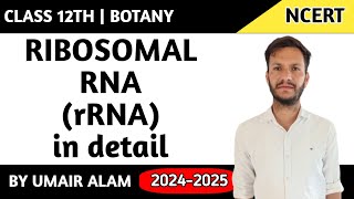 Ribosomal RNA [upl. by Airres856]