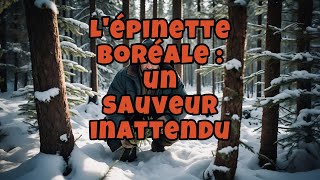 Lépinette boréale un sauveur inattendu [upl. by Rengia866]