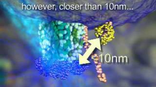 FRET  Fluorescence Resonance Energy Transfer  Dr Othon Gervasio  3D Scientific Animation [upl. by Snyder]