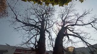 Baobab  Adansonia digitata [upl. by Hermann]