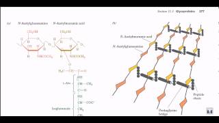 Peptidoglycan structure and biosynthesis [upl. by Lockhart]