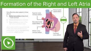 Formation of the Right and Left Atria Ostium Secundum amp Foramen Ovale – Embryology  Lecturio [upl. by Anibur919]