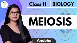 Class 11  Meiosis  NCERT HINDI [upl. by Ilzel]