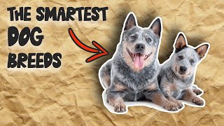 TOP 10 SMARTEST DOG BREEDS [upl. by Elie]