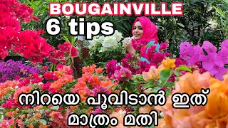 Bougainville flowering tips  malayalam gardening  Kadalas flower tips  tips for Bougainville [upl. by Dazraf]