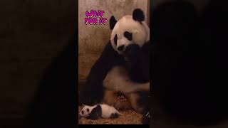 Baby panda sneezes and Mama Panda surprised animalvideos funnyvideo funny [upl. by Dutch509]