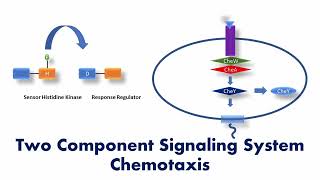 Two Component Signaling System Bacterial Chemotaxis  Signaling pathway [upl. by Nnaaras]