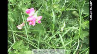 Lathyrus sylvestris Boslathyrus [upl. by Anileh]