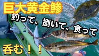 【巨大黄金鯵】釣って、捌いて、食って、呑む！！初めての船釣り。【横須賀】【走水アジ】 [upl. by Nanis426]