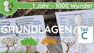 📚 1 Jahr  1000 Wunder  Grundlagen Teil C SystematikTaxonomie  BotanikGrundlagenWissen [upl. by Akcirret]