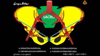 ARTERIAS DEL MIEMBRO INFERIOR Parte 1 [upl. by Anirod]