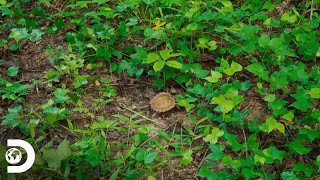 Conociendo más acerca de la tortuga espinosa  Dentro de Wild Frank  Discovery Latinoamérica [upl. by Rhoda]