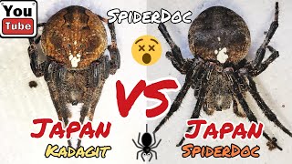 JAPAN vs JAPAN Kadagit vs SpiderDoc Labanan ng mga Halimaw na Gagamba Spider Fight [upl. by Higley562]