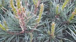 Removing Sawfly Larvae from Ornamental Pines [upl. by Neivad220]