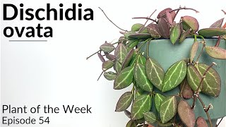 How To Care For Dischidia ovata  Plant Of The Week Ep 54 [upl. by Asyal]