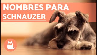 Nombres para perros schnauzer [upl. by Suoiluj]