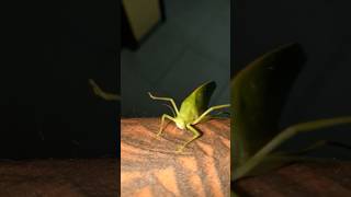 The grasshopper in srilanka shortvideo music grasshopper [upl. by Lippold]