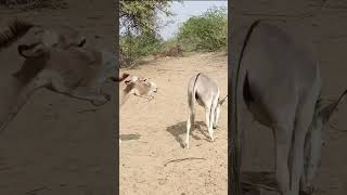 donkey animals shortsyoutube pets viralvideo shots [upl. by Poppy]