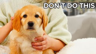 96 of new puppy owners make this mistake [upl. by Bolanger]