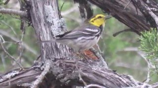 Goldencheeked Warbler Setophaga chrysopariaformerly Dendroica chrysoparia Feeding on a Worm [upl. by Fesuoy561]