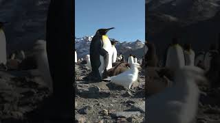 Gold Harbour South Georgia The empire of the King Penguin 🐧 [upl. by Lowe]