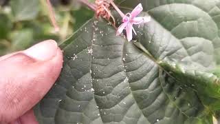 How to Grow Rose Glory Bower Clerodendrum bungei [upl. by Eidlog304]