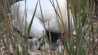 Zwaan nest met jongen zwanen en één ei  Swan nest with eggs and hatchlings [upl. by Stanislaus805]