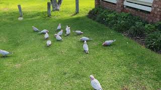 Australian Pink and Grey Cockatoo Galahs [upl. by Travers]