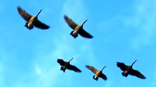 Canada Geese Honking Fly Off amp Landing [upl. by Joacima228]