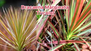 Dracaena Marginata Tricolor Propagation Cuttings amp Growth Secrets Revealedquot 😱🌱☘️🌵 [upl. by Anerol881]